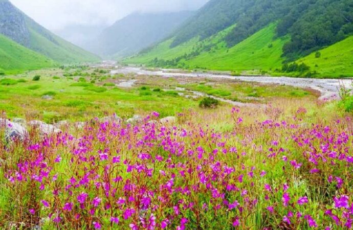 फूलों की घाटी में पर्यटकों की रौनक घटी, आय में भी गिरावट