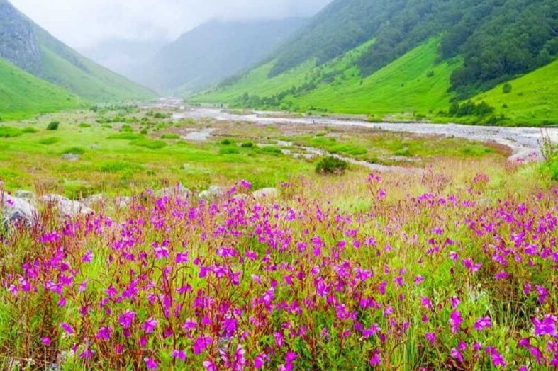 फूलों की घाटी में पर्यटकों की रौनक घटी, आय में भी गिरावट