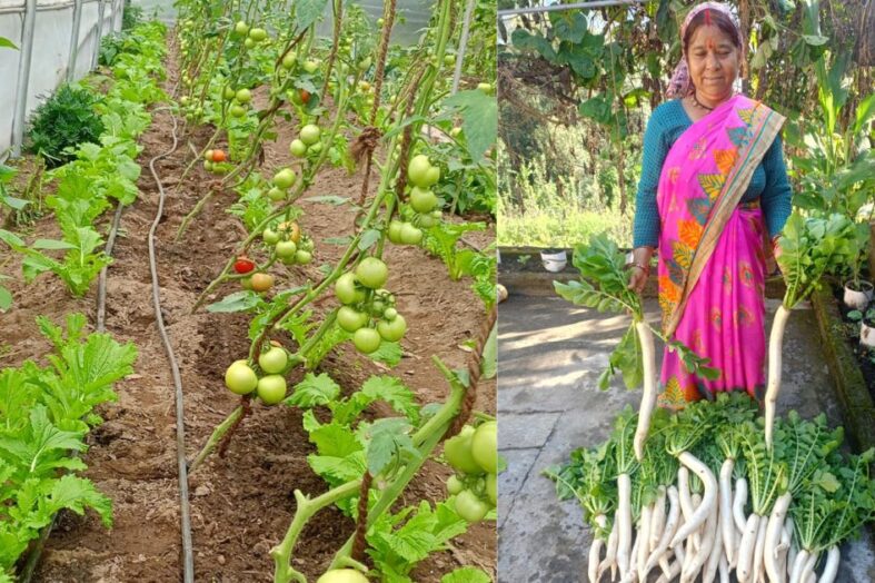 कम पानी में अधिक उत्पादन का सफल उदाहरण बनीं बिछना देवी