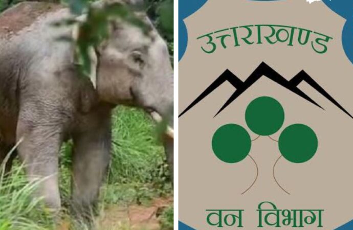 हाथियों की बढ़ती हलचल, पर वन विभाग नाकाम, मासूम की मौत से मचा आक्रोश