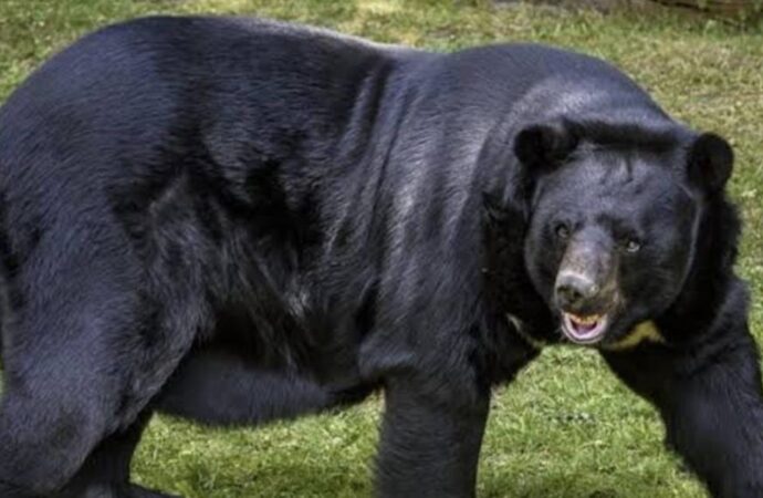 उत्तराखंड में गहराता मानव-वन्यजीव संघर्ष