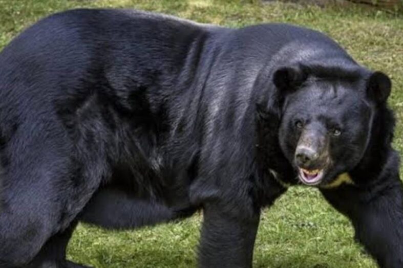 उत्तराखंड में गहराता मानव-वन्यजीव संघर्ष