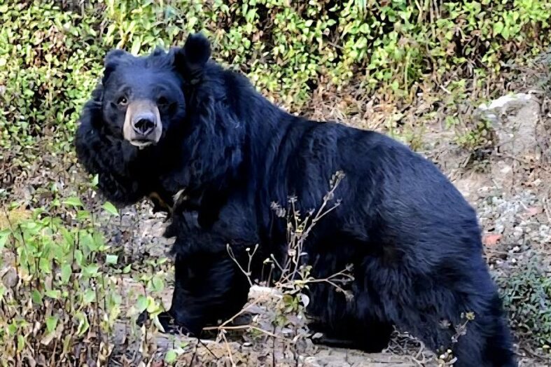 चमोली जनपद के पोखरी के स्कूल परिसर में घुसा भालू, छात्र पर किया हमला!