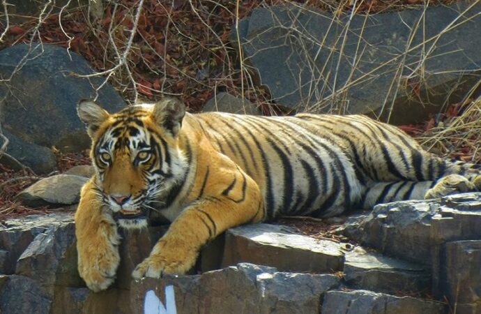 दहशत का पर्याय बना बाघ पिंजरे में हुआ कैद, वन विभाग ने किया ट्रैंकुलाइज