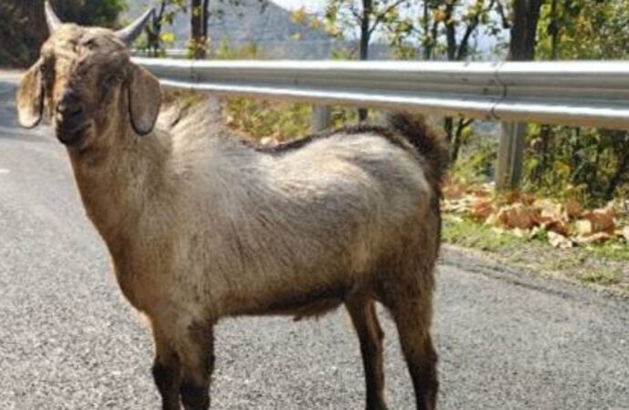 उत्तराखंड को मिली उदयपुरी बकरी की एक नई नस्ल