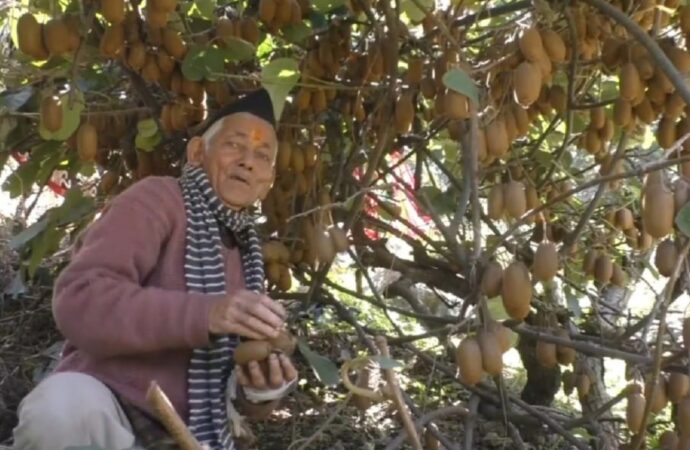 कीवी की खेती से आत्मनिर्भरता की मिसाल बने सगत सिंह मेहरा