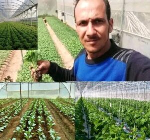 पॉलीहाउस खेती से बदली तकदीर, मौड़ा गांव के नवीन बने पहाड़ में बदलाव की मिसाल