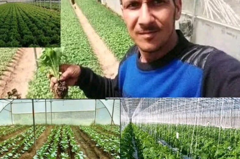 पॉलीहाउस खेती से बदली तकदीर, मौड़ा गांव के नवीन बने पहाड़ में बदलाव की मिसाल