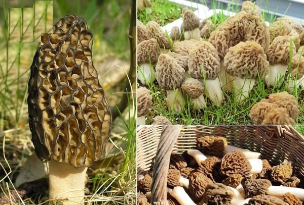 गुच्छी मशरूम की खेती से आत्मनिर्भरता की नई कहानी गढ़ते नवीन पटवाल