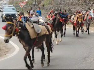 केदारनाथ यात्रा की तैयारी तेज, घोड़े-खच्चरों का डिजिटल डाटा होगा तैयार
