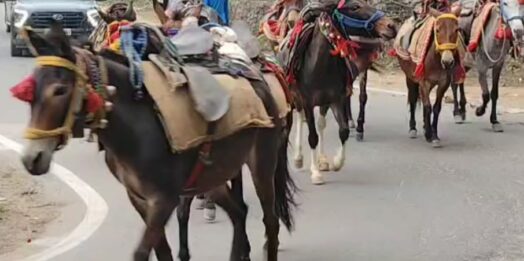 केदारनाथ यात्रा की तैयारी तेज, घोड़े-खच्चरों का डिजिटल डाटा होगा तैयार