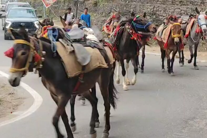 केदारनाथ यात्रा की तैयारी तेज, घोड़े-खच्चरों का डिजिटल डाटा होगा तैयार
