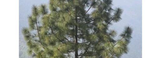 पहाड़ों में चीड़ का पेड़: प्रकृति का अनमोल उपहार