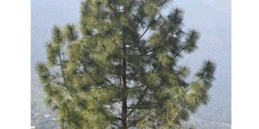 पहाड़ों में चीड़ का पेड़: प्रकृति का अनमोल उपहार