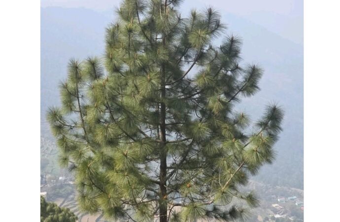 पहाड़ों में चीड़ का पेड़: प्रकृति का अनमोल उपहार
