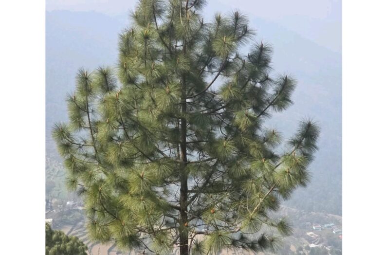 पहाड़ों में चीड़ का पेड़: प्रकृति का अनमोल उपहार