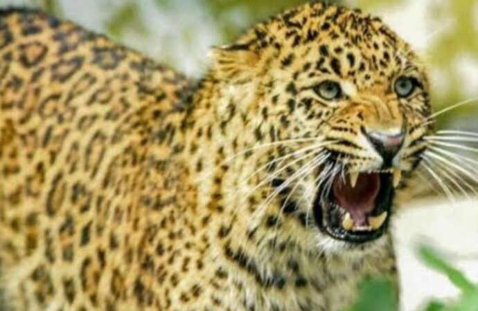 पौड़ी के गांवों में फिर लौटा खौफ: गुलदार ने 47 वर्षीय व्यक्ति को बनाया शिकार