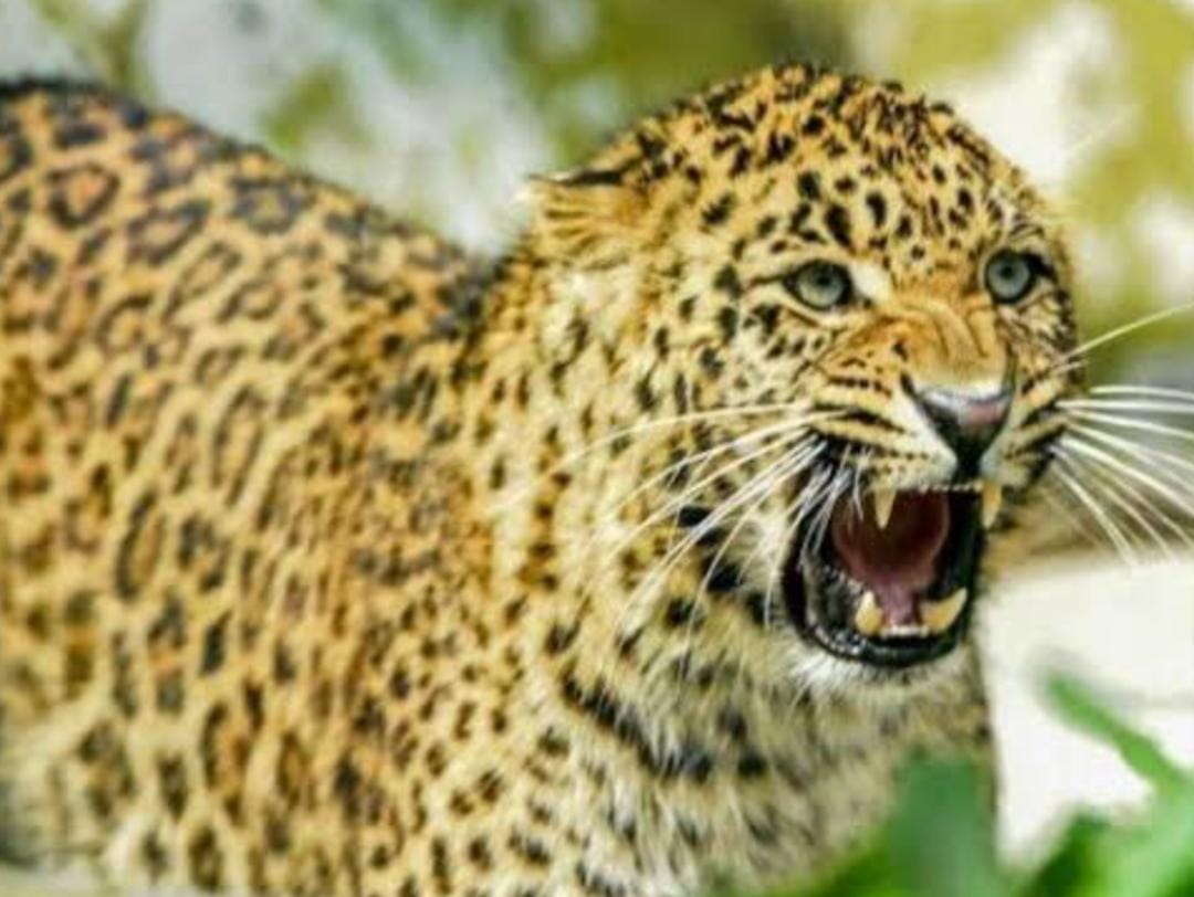 पौड़ी के गांवों में फिर लौटा खौफ: गुलदार ने 47 वर्षीय व्यक्ति को बनाया शिकार