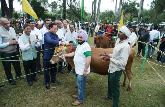 जम्बी भल्ला की गाभिन जर्सी गाय रही सर्वोत्तम पशु
