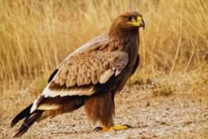 नंदा देवी राष्ट्रीय उद्यान में दिखा दुर्लभ स्टेपी ईगल, पारिस्थितिकी के लिए शुभ संकेत