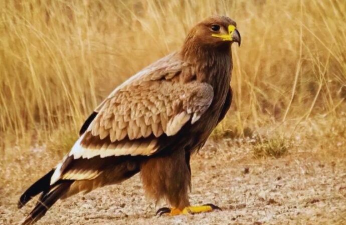 नंदा देवी राष्ट्रीय उद्यान में दिखा दुर्लभ स्टेपी ईगल, पारिस्थितिकी के लिए शुभ संकेत