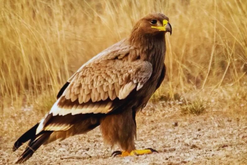 नंदा देवी राष्ट्रीय उद्यान में दिखा दुर्लभ स्टेपी ईगल, पारिस्थितिकी के लिए शुभ संकेत