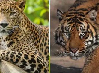 जंगलों में असुरक्षित हुए बाघ-तेंदुए, तीन साल में 345 वन्यजीवों की मौत
