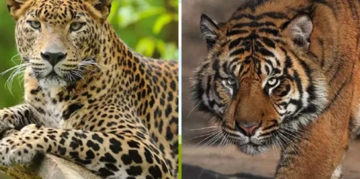 घात लगाए बैठे गुलदार का खूनी हमला, महिला को बनाया निवाला; जनसुरक्षा के लिए शिकारी ने किया ढेर