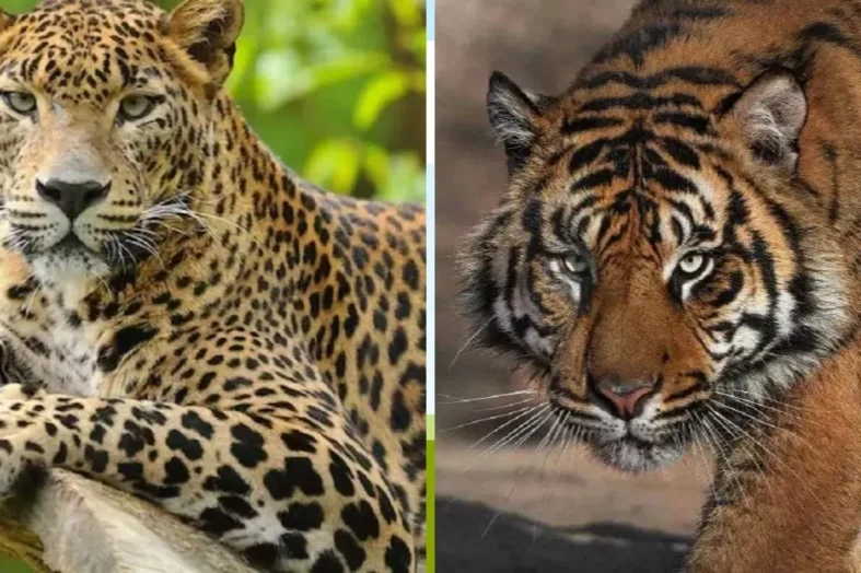 घात लगाए बैठे गुलदार का खूनी हमला, महिला को बनाया निवाला; जनसुरक्षा के लिए शिकारी ने किया ढेर