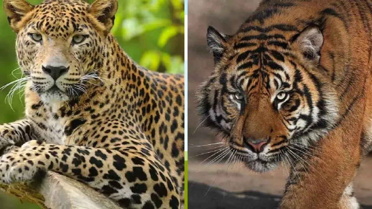 घात लगाए बैठे गुलदार का खूनी हमला, महिला को बनाया निवाला; जनसुरक्षा के लिए शिकारी ने किया ढेर