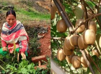 कीवी क्वीन सीता देवी: पहाड़ की बेटी जिसने मेहनत से लिखी सफलता की नई कहानी