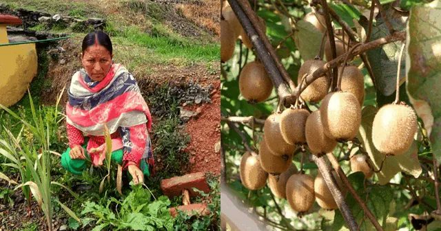कीवी क्वीन सीता देवी: पहाड़ की बेटी जिसने मेहनत से लिखी सफलता की नई कहानी