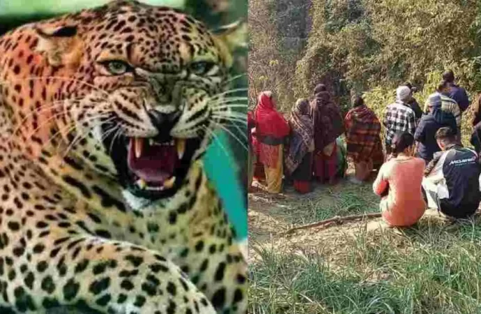 बमठी में खत्म हुआ गुलदार का आतंक, वन विभाग ने ढेर किया आदमखोर, लौटी राहत