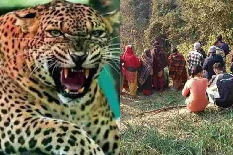 बमठी में खत्म हुआ गुलदार का आतंक, वन विभाग ने ढेर किया आदमखोर, लौटी राहत