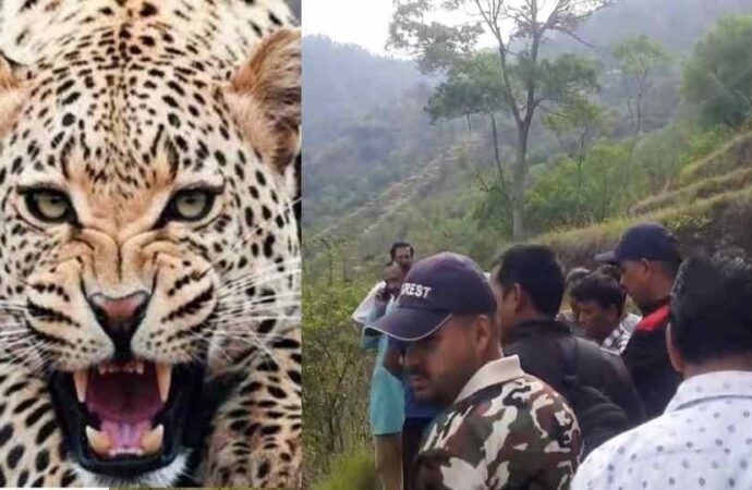 खौफ के साये में पौड़ी: बढ़ते वन्यजीव हमले, घटते वनकर्मी और असुरक्षित पहाड़