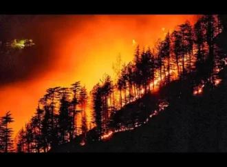 चमोली से रुद्रप्रयाग तक धधके जंगल: कर्णप्रयाग के चाय बागान में जले 2500 पौधे, वन्यजीवों पर भी संकट
