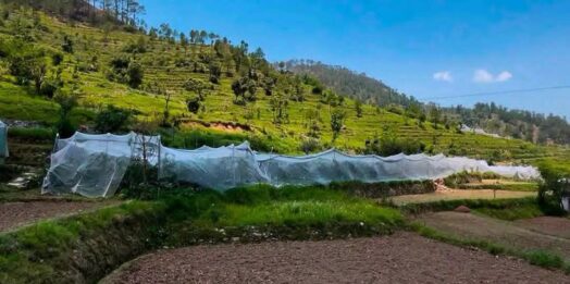 पहाड़ में बदली तकदीर: पौड़ी के दो किसानों ने सेब बागवानी से लिखी सफलता की नई कहानी, सालाना 5 लाख तक की आय