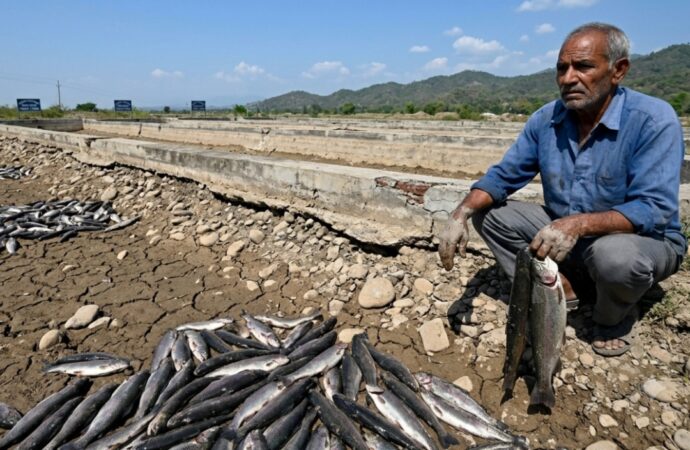 पानी के अभाव में 6000 ट्राउट मछलियां मरीं, मत्स्य पालक को भारी नुकसान