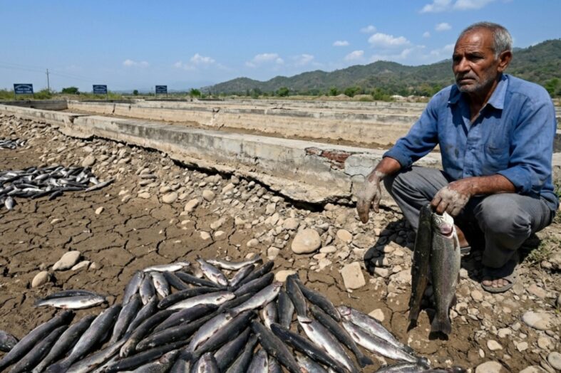 पानी के अभाव में 6000 ट्राउट मछलियां मरीं, मत्स्य पालक को भारी नुकसान